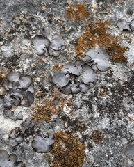 Dermatocarpon miniatum