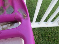 Isocheles wurdemanni