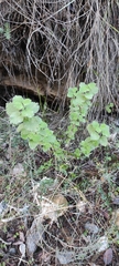 Marrubieae