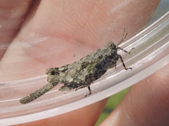 Paratettix mexicanus