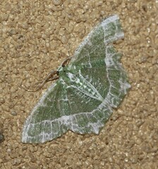 Eucyclodes insperata