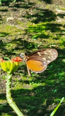 Heliconius hecale