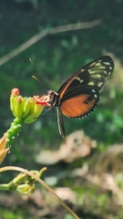 Heliconius hecale