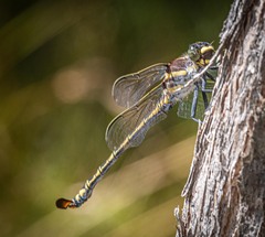 Petalura litorea