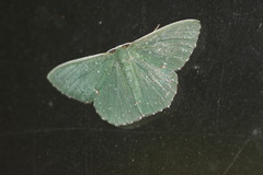 Prasinocyma iosticta