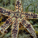 Seven-armed Sea Star - Photo (c) uwkwaj, some rights reserved (CC BY-NC), uploaded by uwkwaj