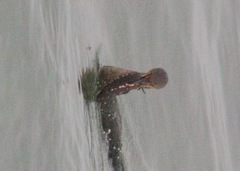 Heterostichus rostratus