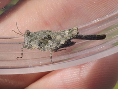 Paratettix mexicanus