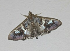Glyphodes cosmarcha