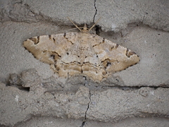Chiasmia ammodes