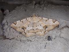 Chiasmia ammodes