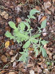 Phacelia imbricata