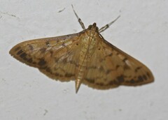 Patania balteata