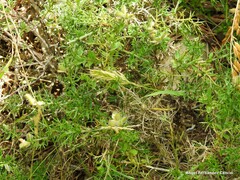 Genista hispanica