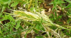 Anthoxanthum aristatum