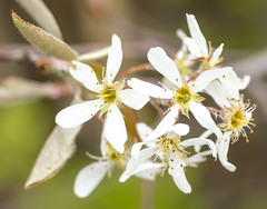 Amelanchier