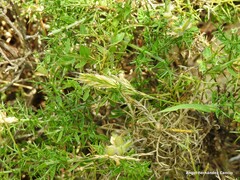 Genista hispanica