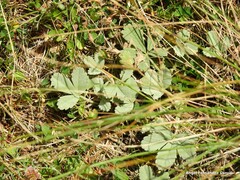 Potentilla cinerea