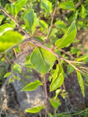 Ziziphus mucronata
