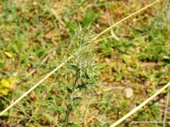 Carlina vulgaris