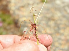 Cuscuta epithymum
