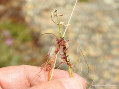Cuscuta epithymum