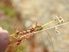 Cuscuta epithymum