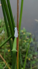 Tipanaea