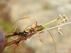 Cuscuta epithymum