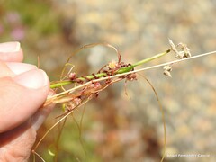Cuscuta epithymum
