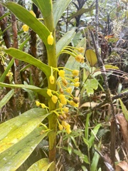 Maxillaria aurea
