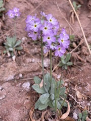 Primula specuicola