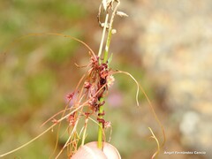 Cuscuta epithymum