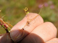 Cuscuta epithymum