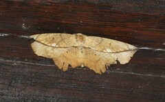 Polyacme dissimilis