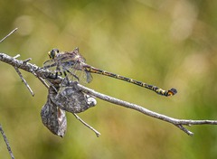 Petalura litorea
