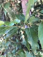 Thecabius populimonilis