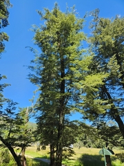 Nothofagus cliffortioides