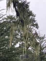 Usnea longissima