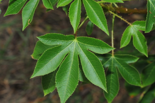 Jatropha gossypiifolia