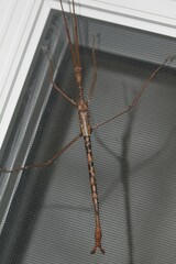 Acrophylla enceladus