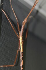 Acrophylla enceladus