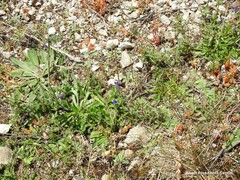Sedum album
