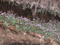 Primula specuicola