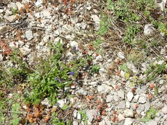 Sedum album