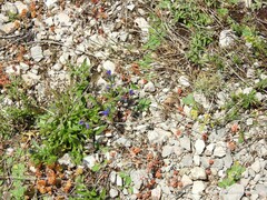 Sedum album