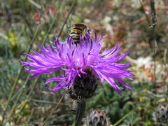 Centaurea ambigua