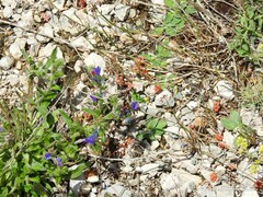 Sedum album