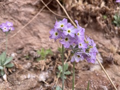 Primula specuicola