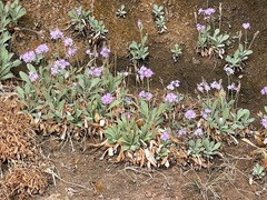 Primula specuicola
